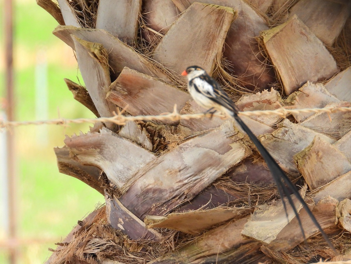 Pin-tailed Whydah - ML643776203