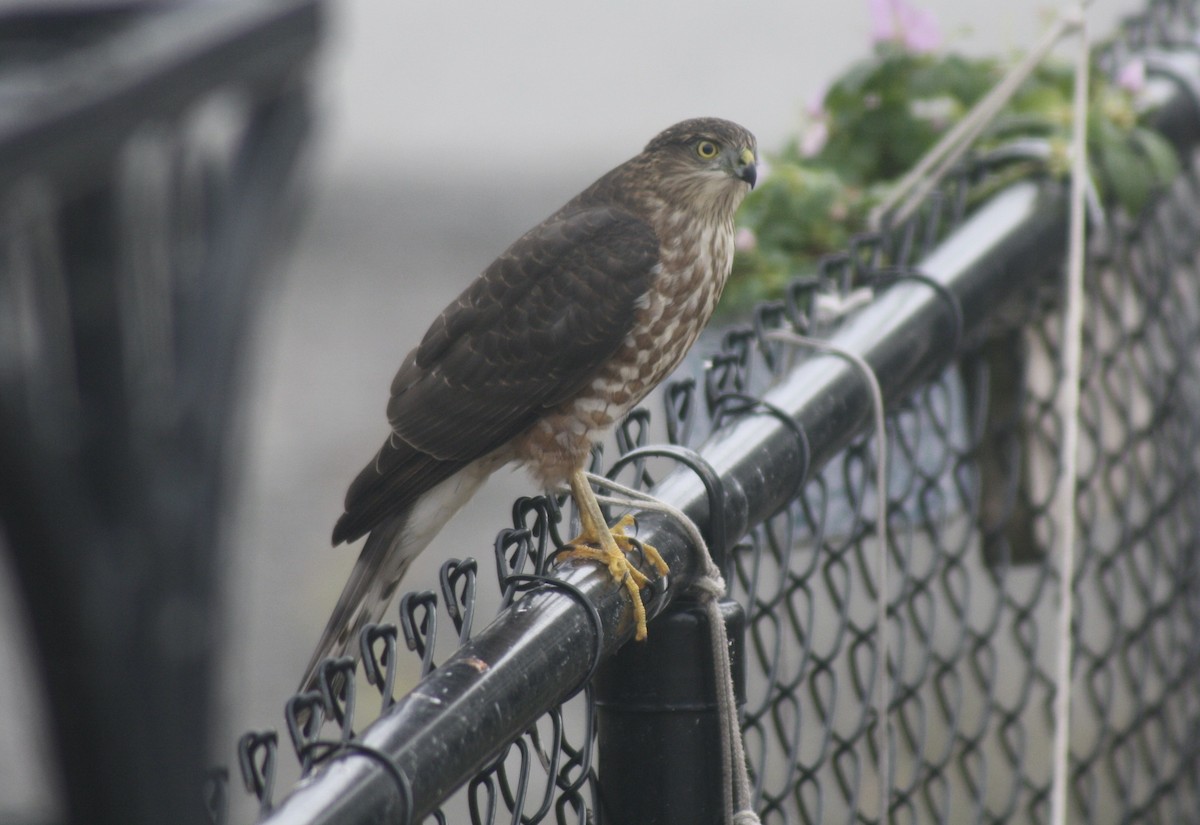 Sharp-shinned Hawk - ML643776214