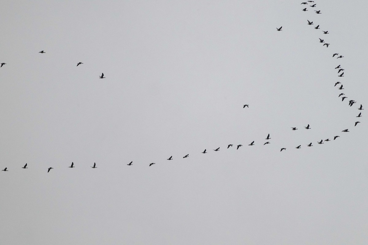 Oie rieuse - ML643776215