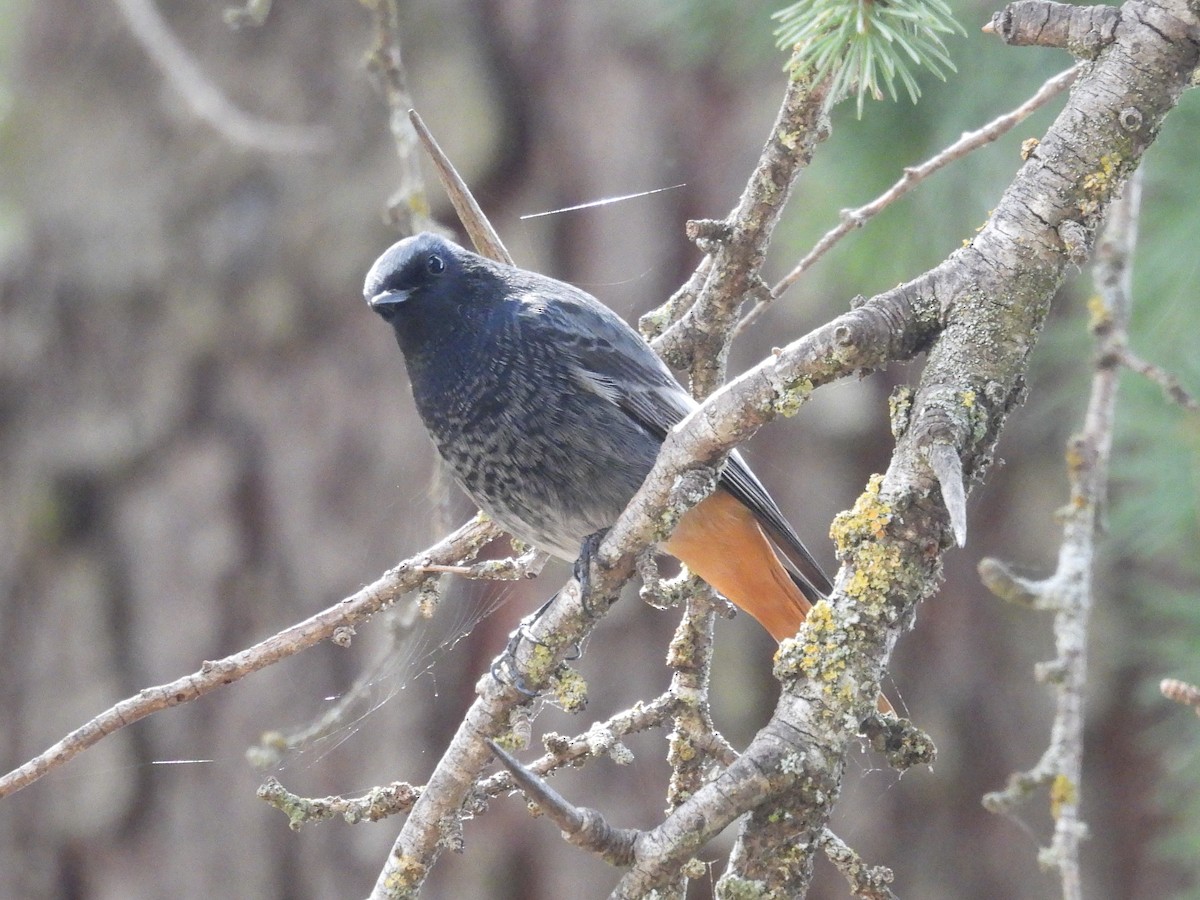 Black Redstart - ML643776216