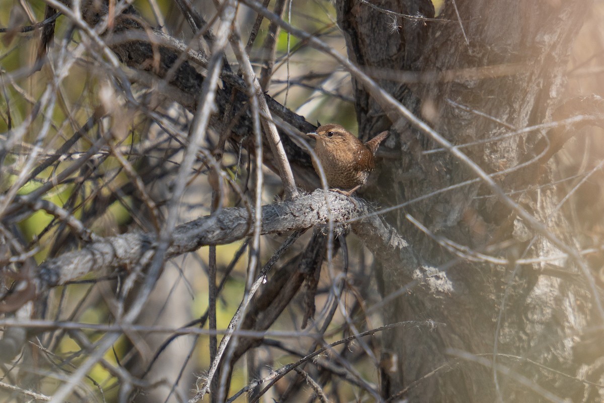 Winter Wren - ML643776218