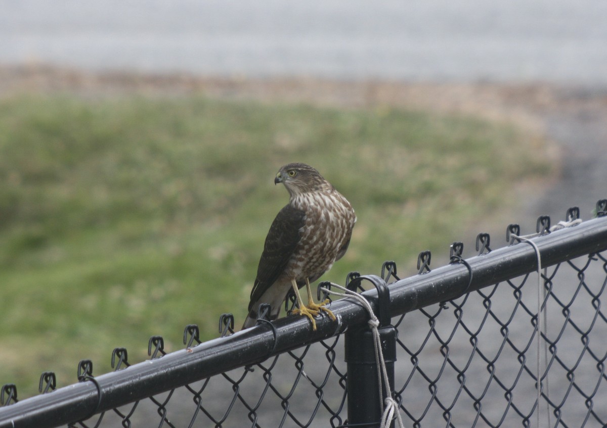 Sharp-shinned Hawk - ML643776221