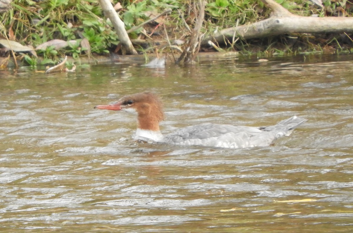 Common Merganser - ML643776238