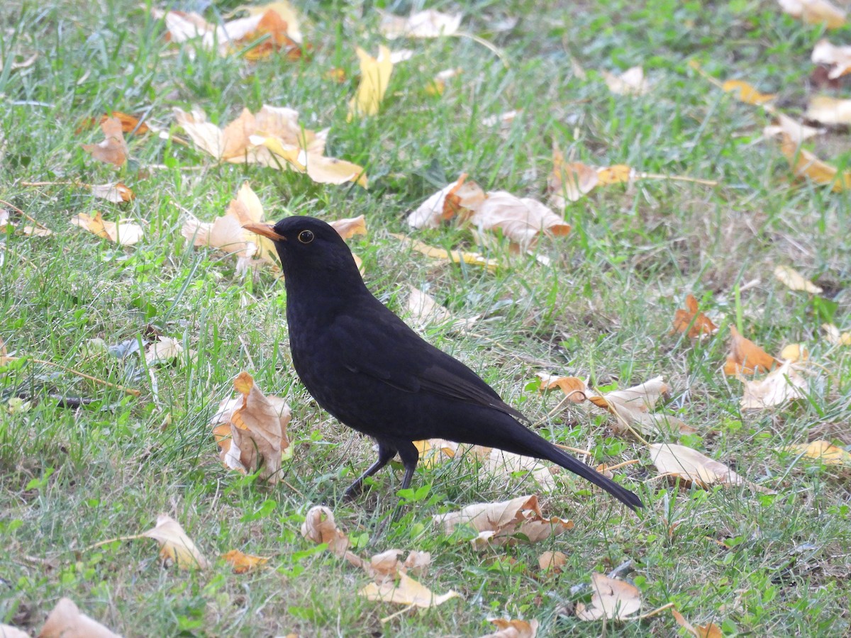 Eurasian Blackbird - ML643776253