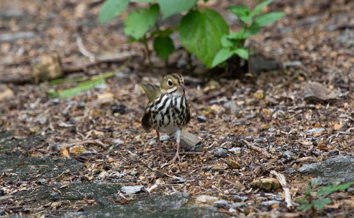 Ovenbird - ML643776263