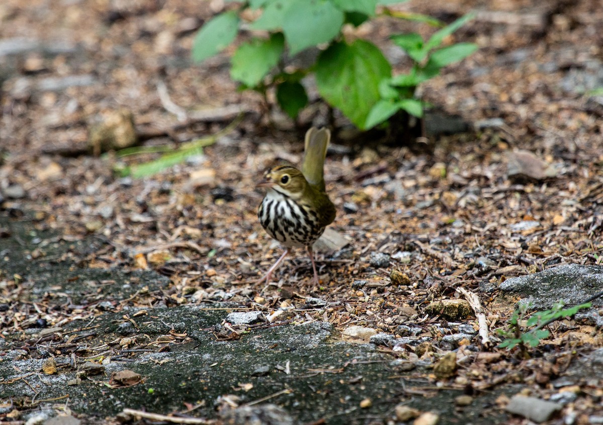 Ovenbird - ML643776264