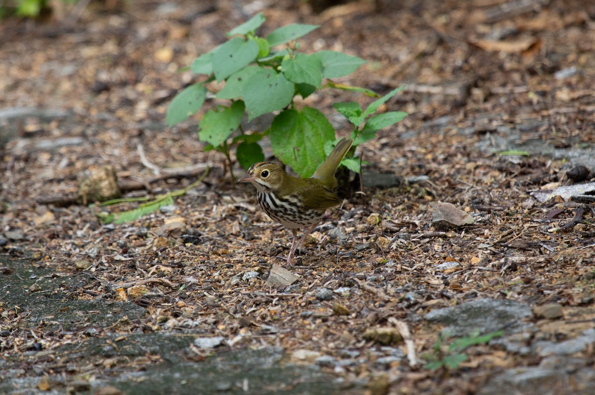 Ovenbird - ML643776265