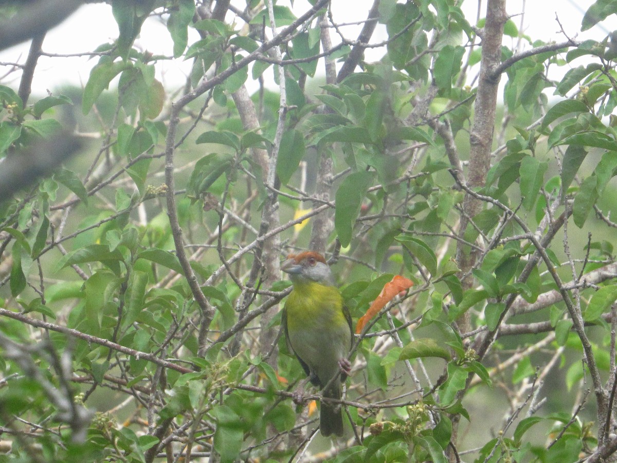 Rufous-browed Peppershrike - ML643776287