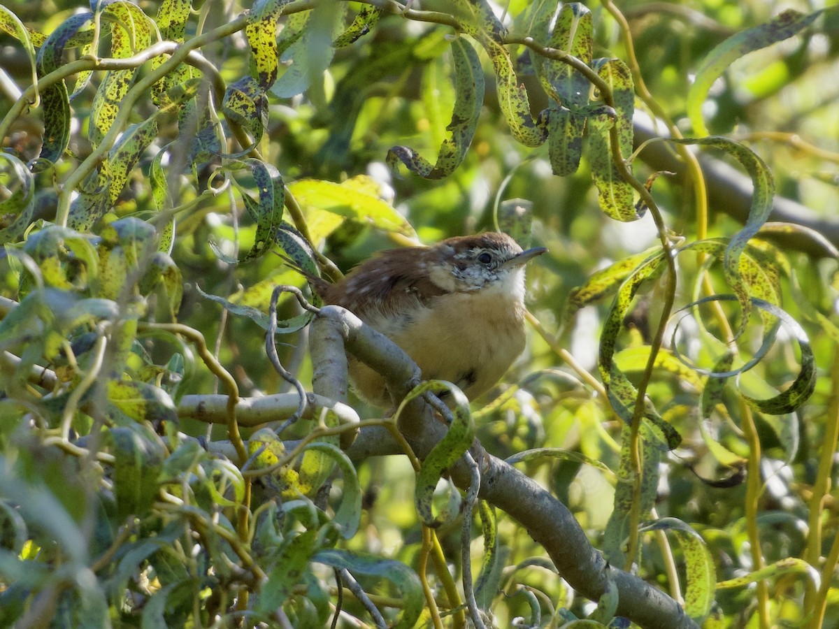 Carolina Wren - ML643776288