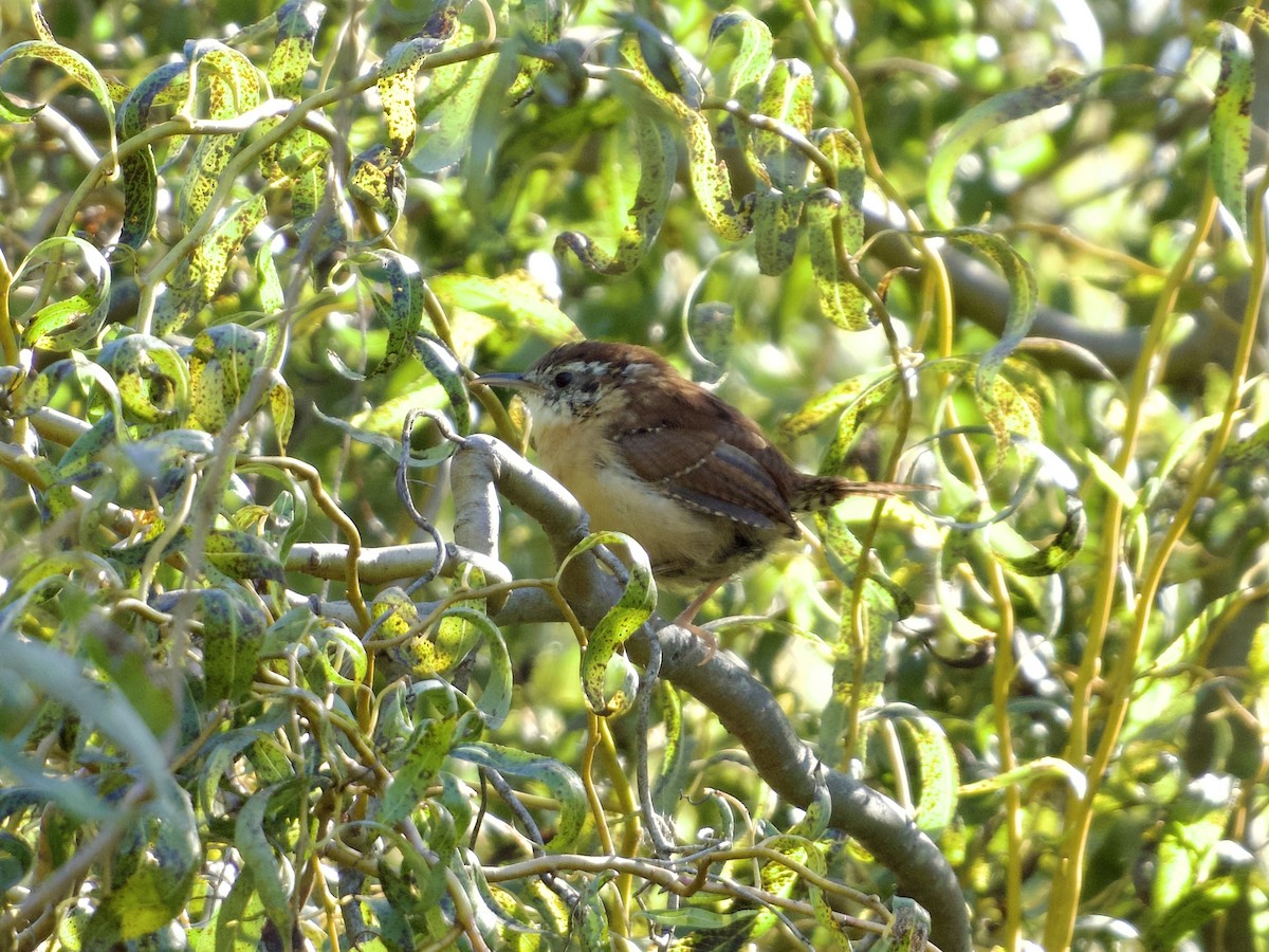 Carolina Wren - ML643776289