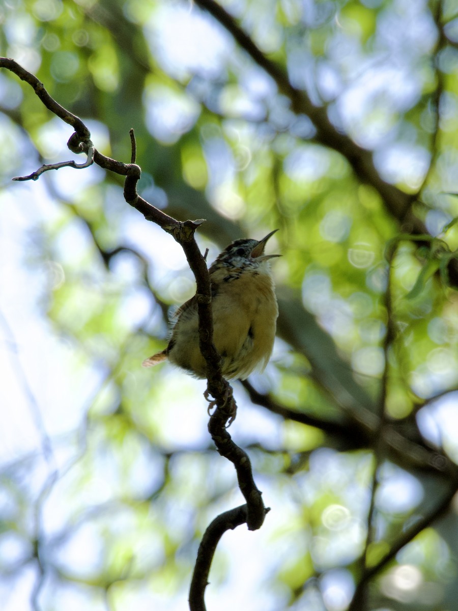 Carolina Wren - ML643776290