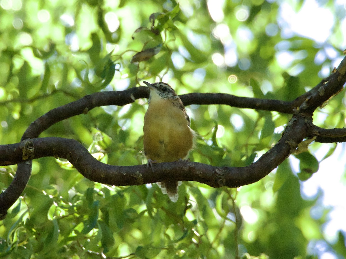 Carolina Wren - ML643776291