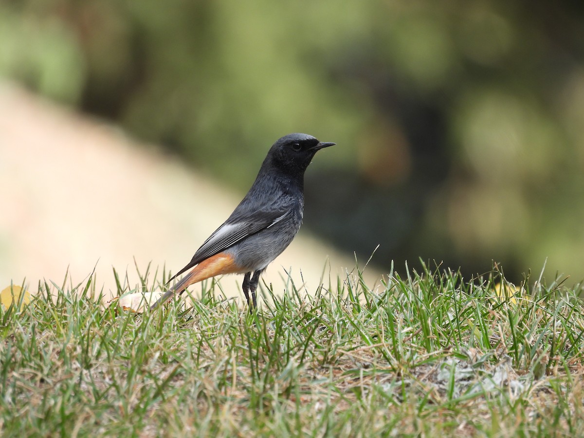 Black Redstart - ML643776295