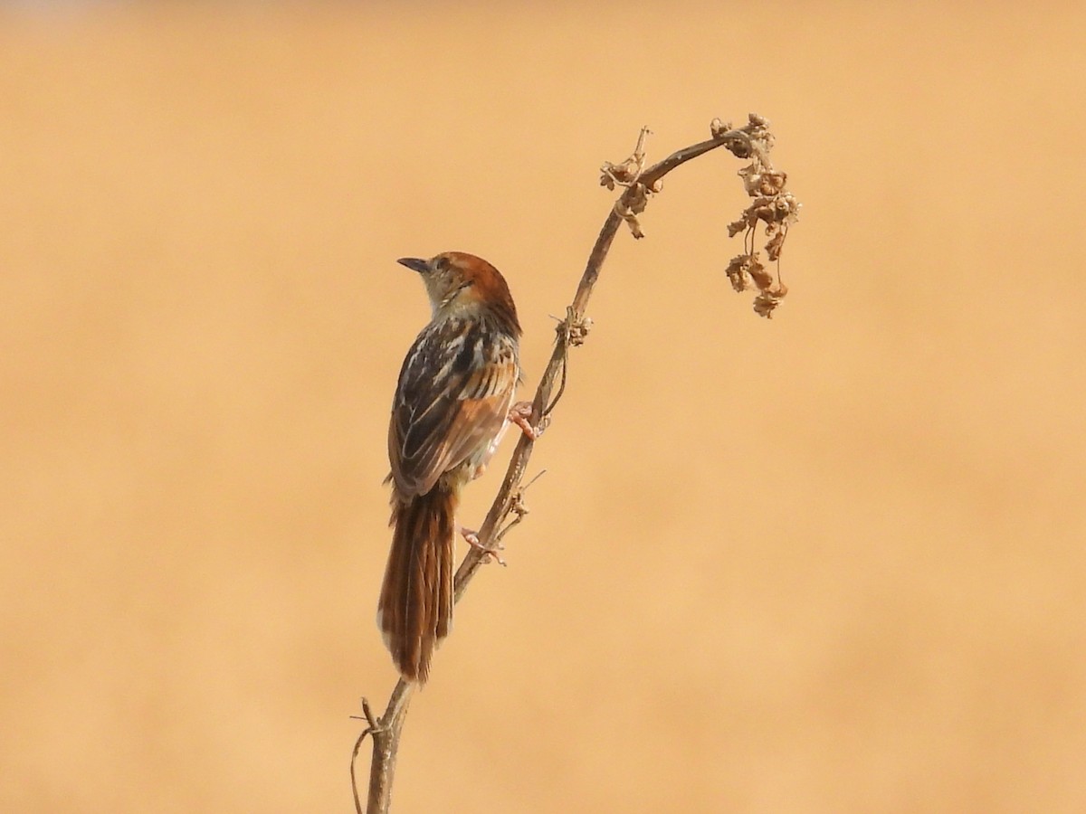 Levaillant's Cisticola - ML643776302