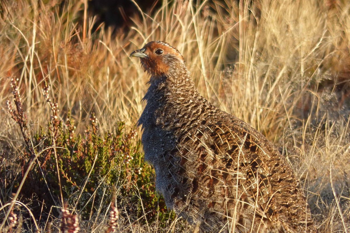Gray Partridge - ML643776305