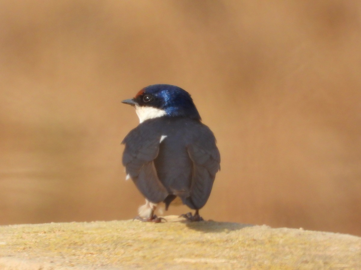 White-throated Swallow - ML643776310