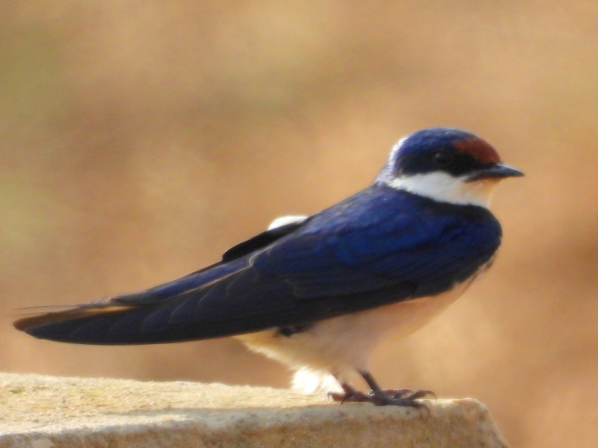 White-throated Swallow - ML643776315