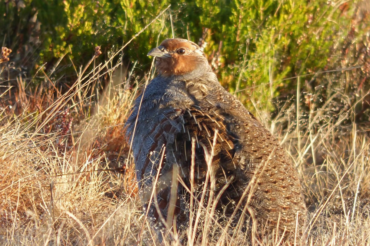 Gray Partridge - ML643776322