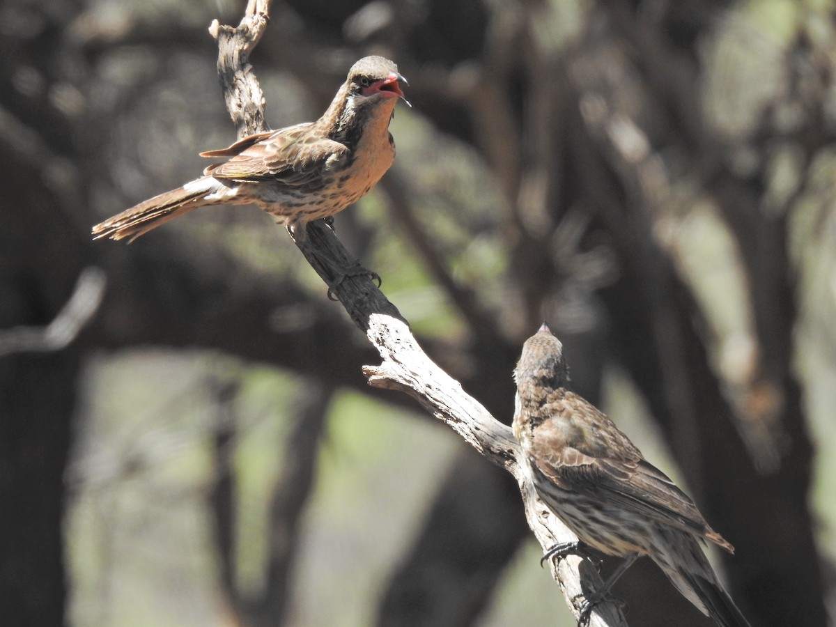 Spiny-cheeked Honeyeater - ML643776326