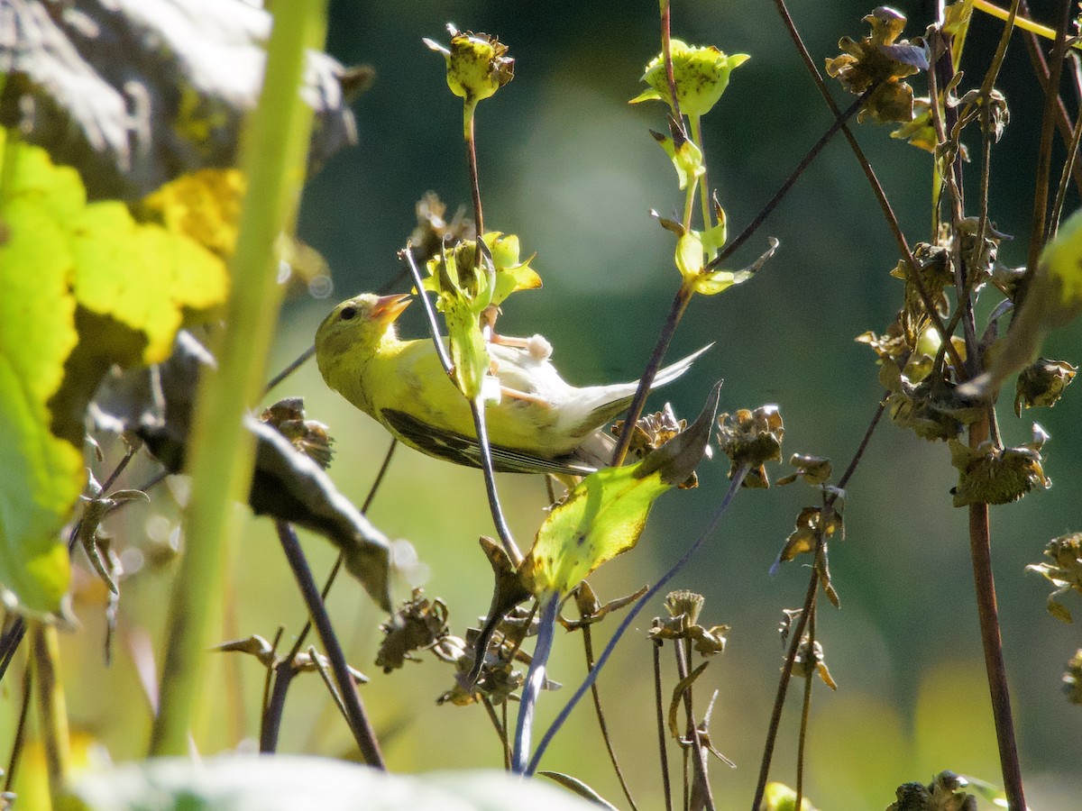 American Goldfinch - ML643776337