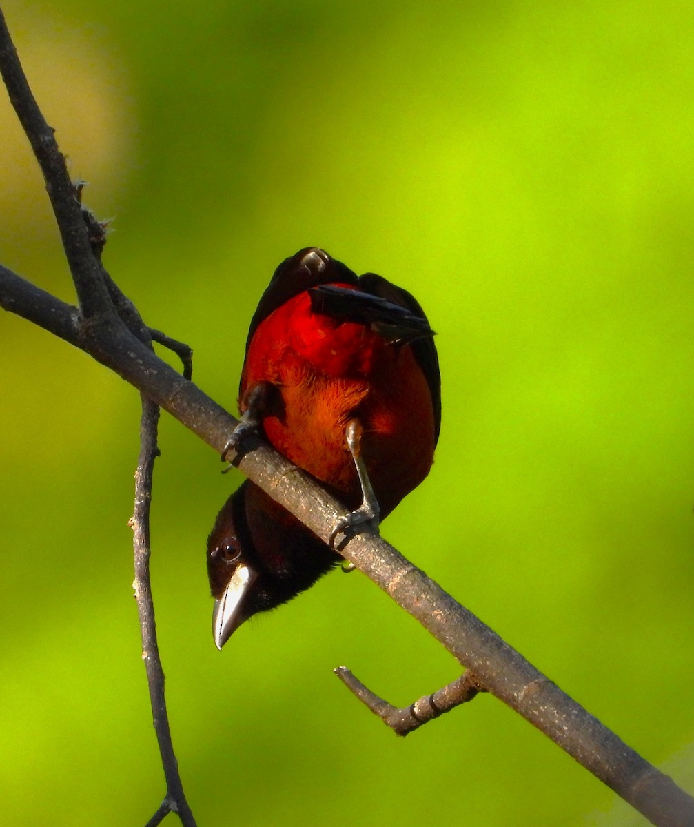 Crimson-backed Tanager - ML643776342
