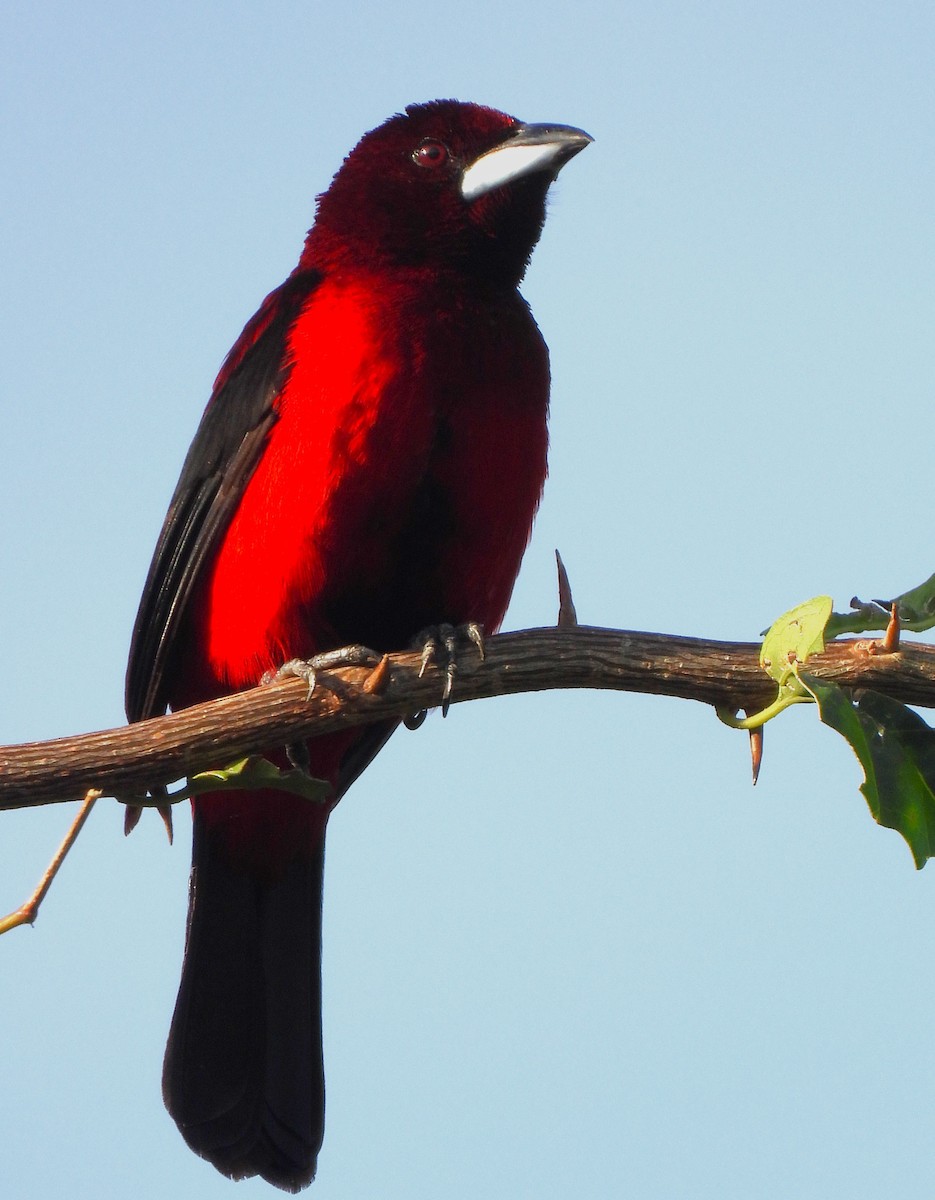 Crimson-backed Tanager - ML643776343