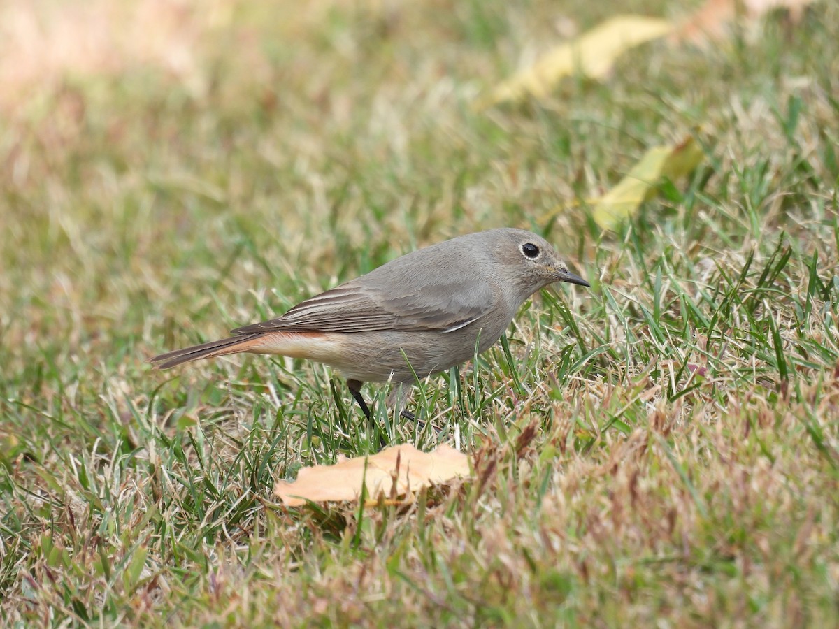 Black Redstart - ML643776345