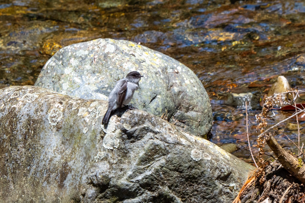 Torrent Tyrannulet - ML643776356