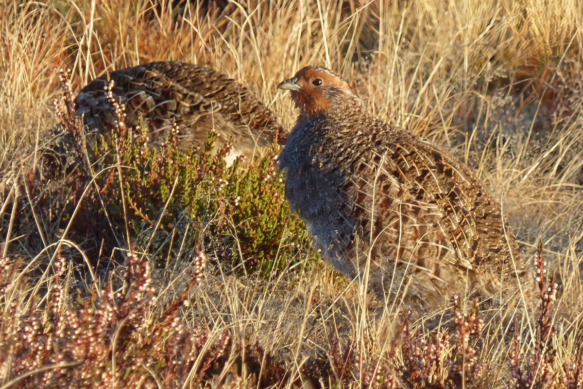 Gray Partridge - ML643776362