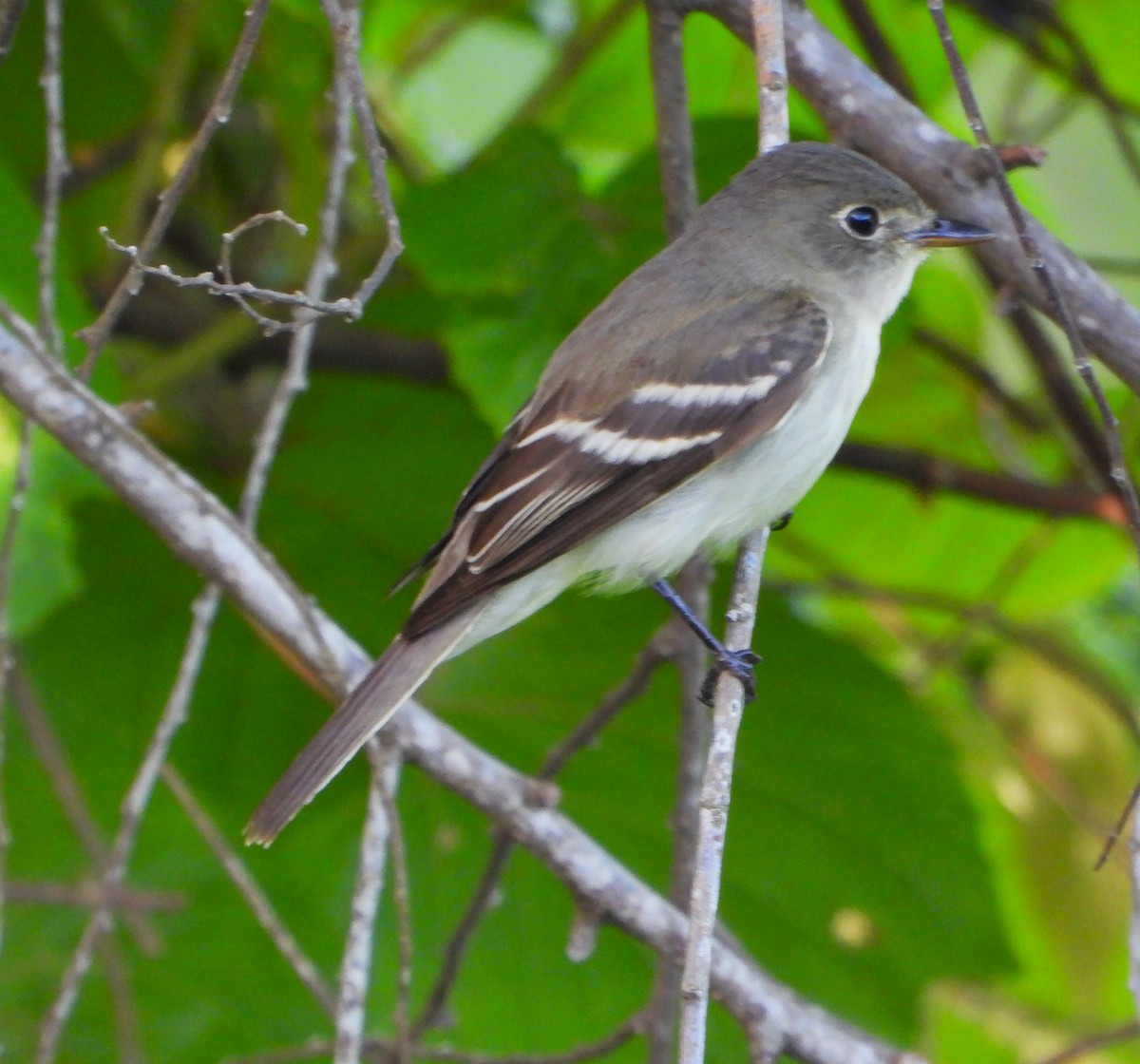 Alder Flycatcher - ML643776363