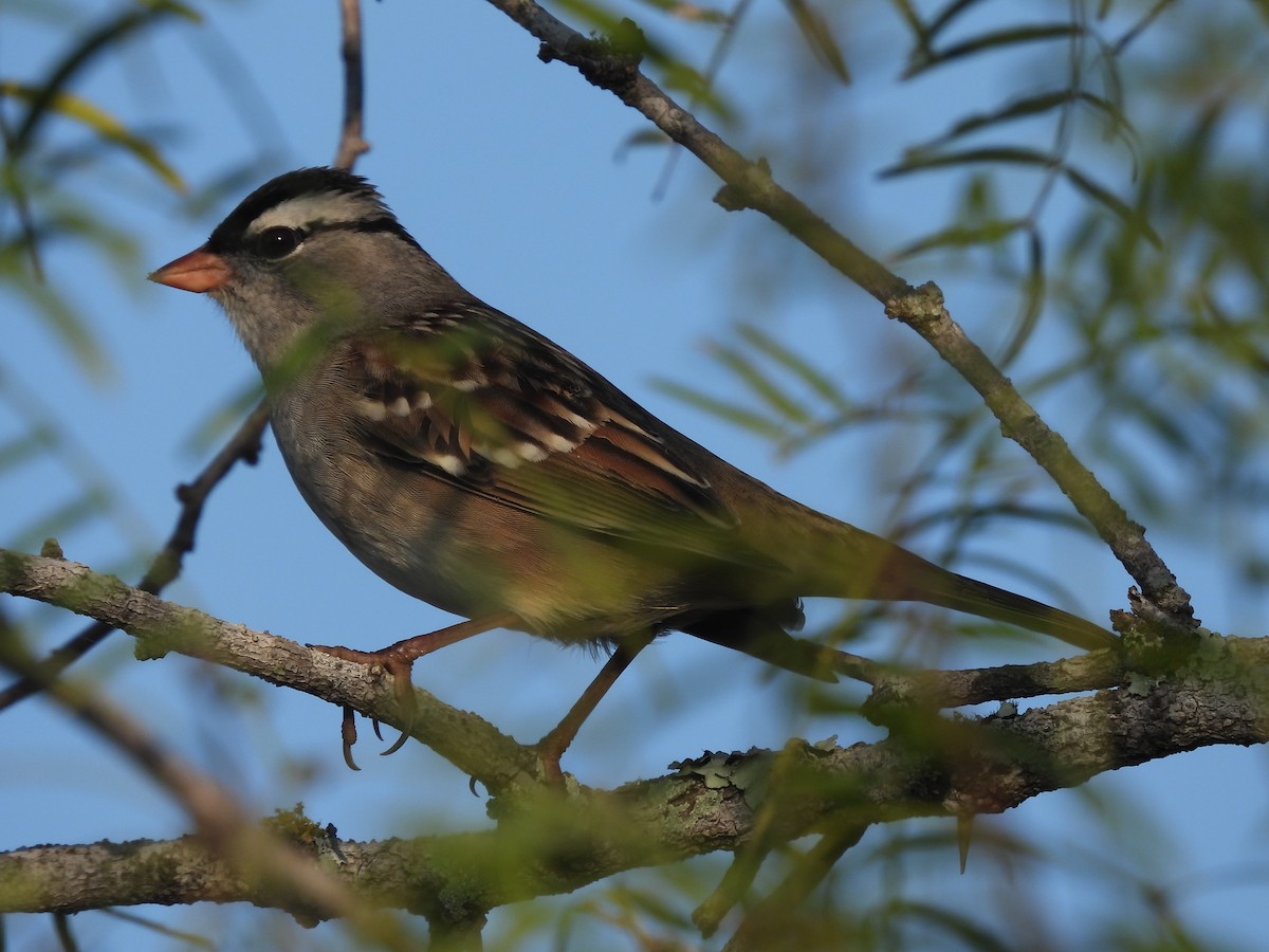 White-crowned Sparrow - ML643776368