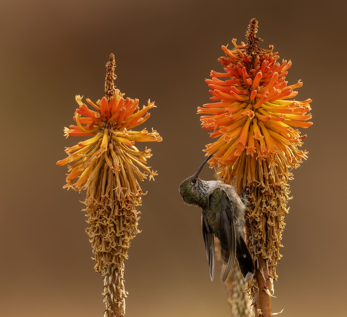 Kara Karınlı Dağyıldızı - ML643776386