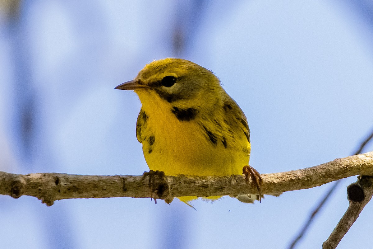 buskparula - ML643776390