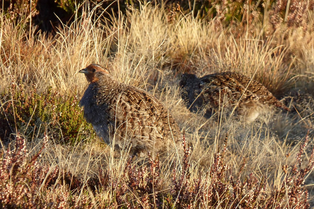 Gray Partridge - ML643776391