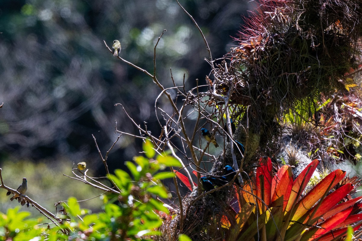 Scarlet-thighed Dacnis - ML643776394