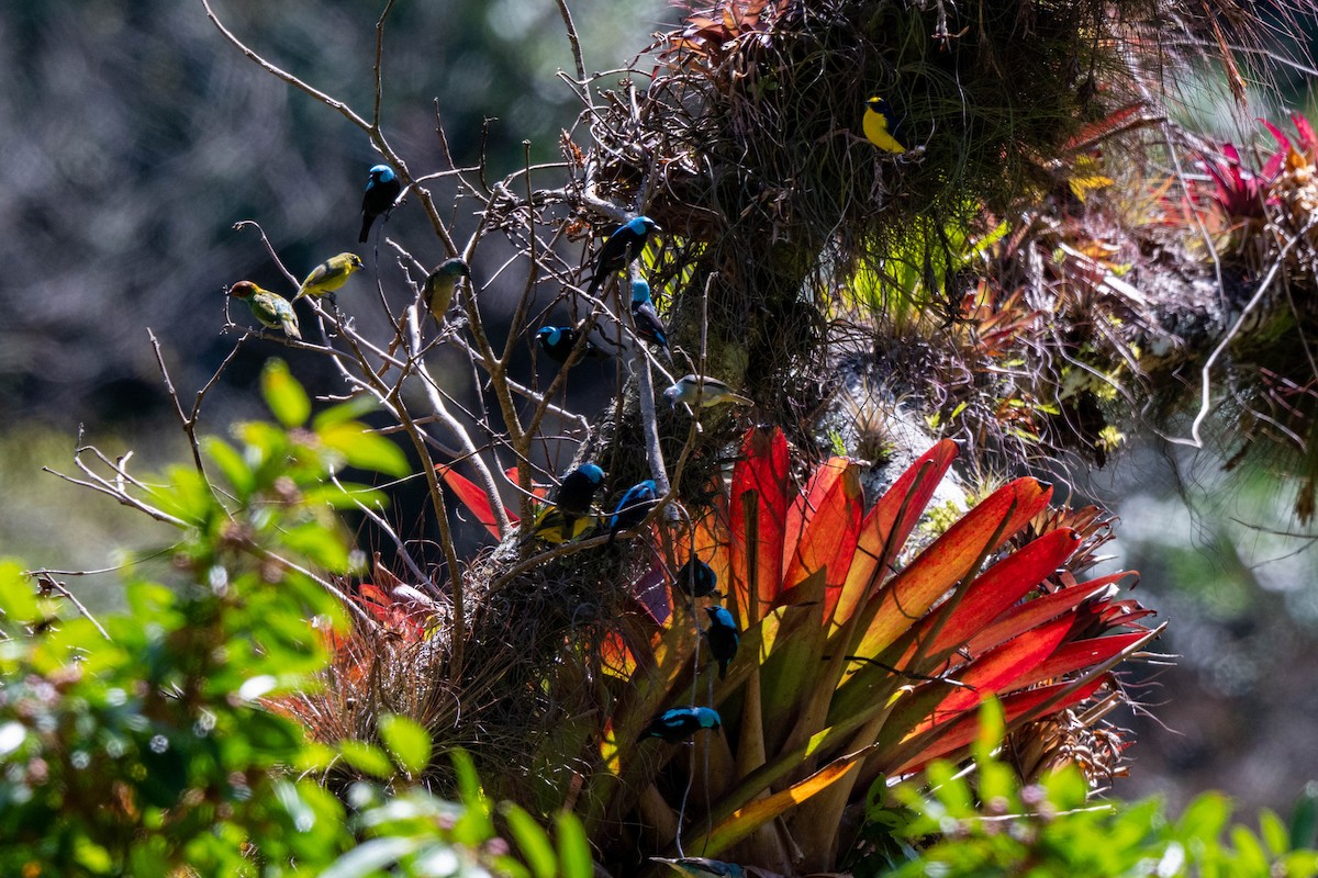 Scarlet-thighed Dacnis - ML643776395