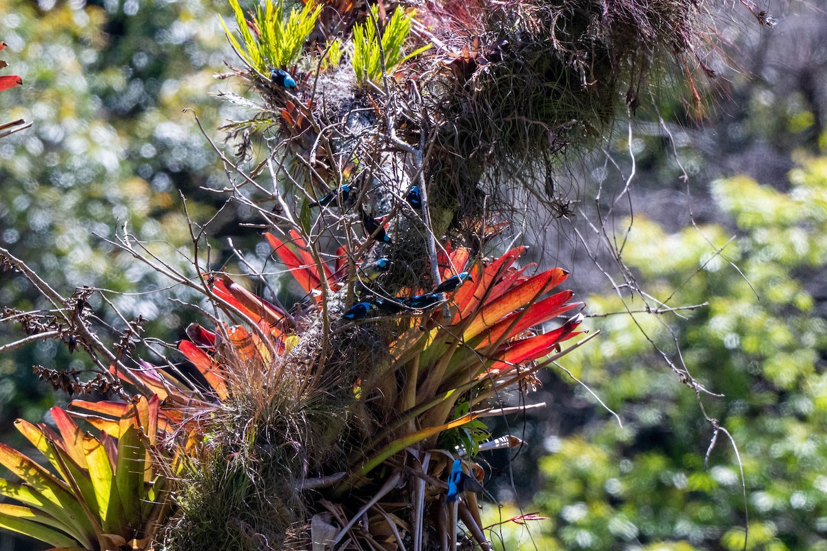 Scarlet-thighed Dacnis - ML643776396