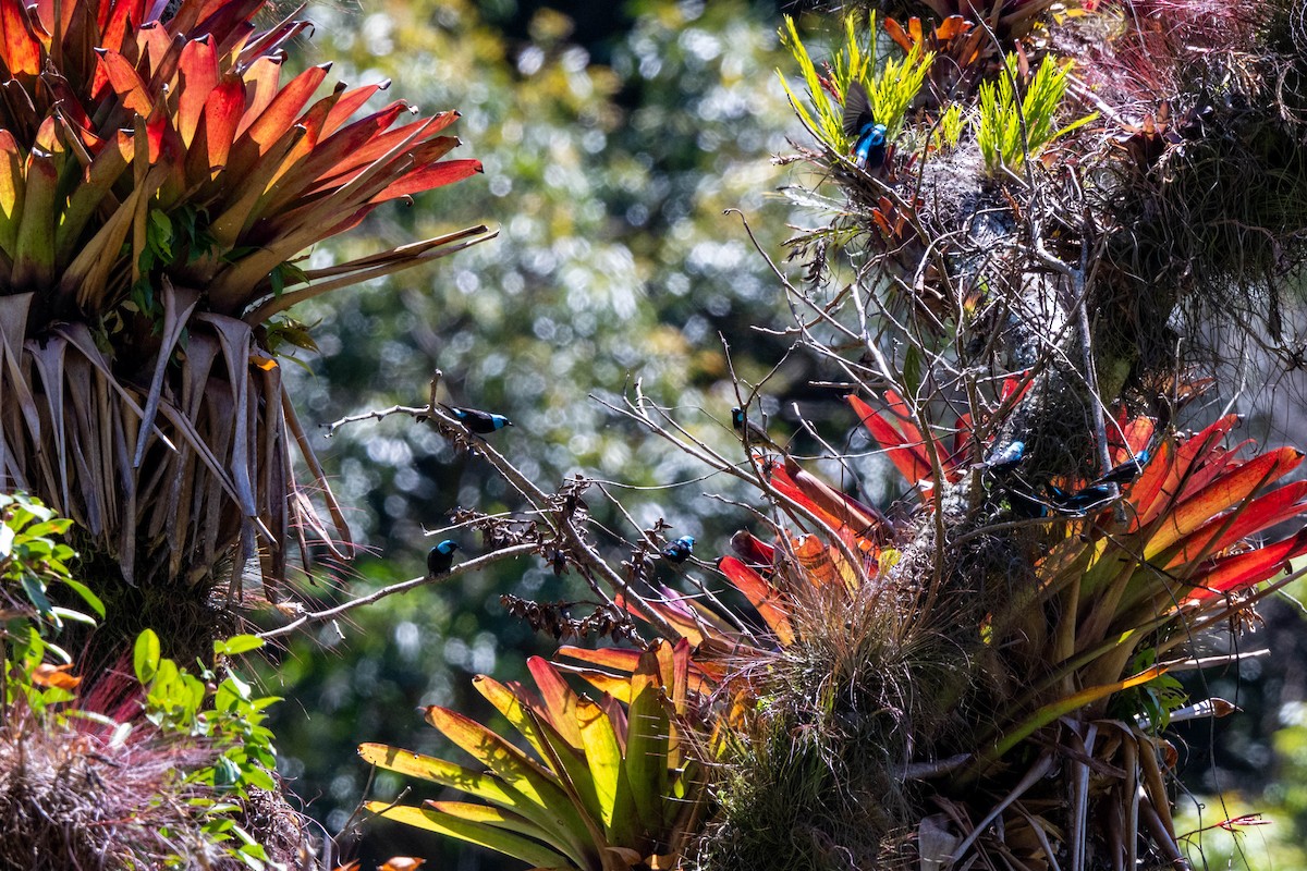 Scarlet-thighed Dacnis - ML643776397