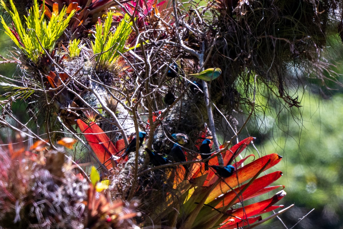 Scarlet-thighed Dacnis - ML643776399