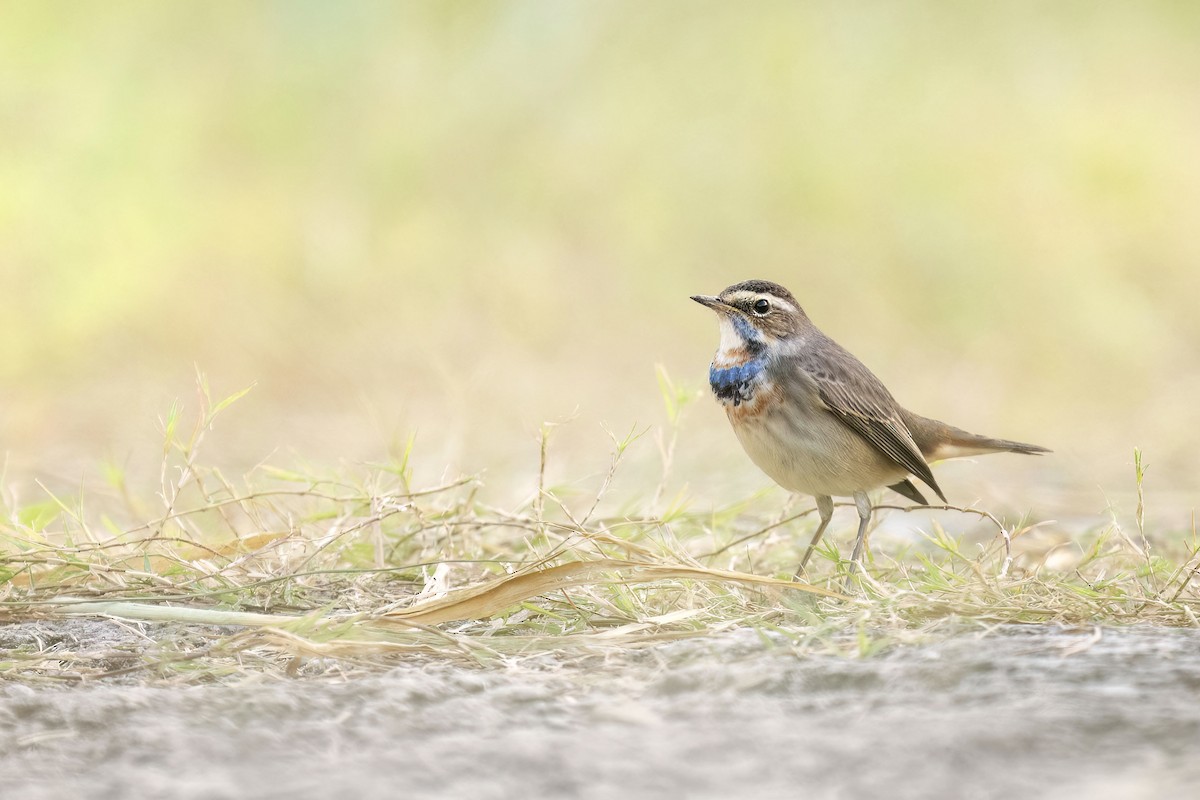 Bluethroat - ML643776412