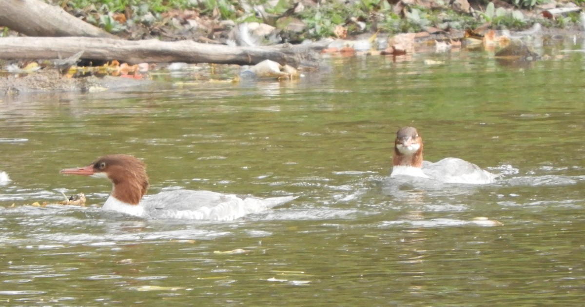 Common Merganser - ML643776424