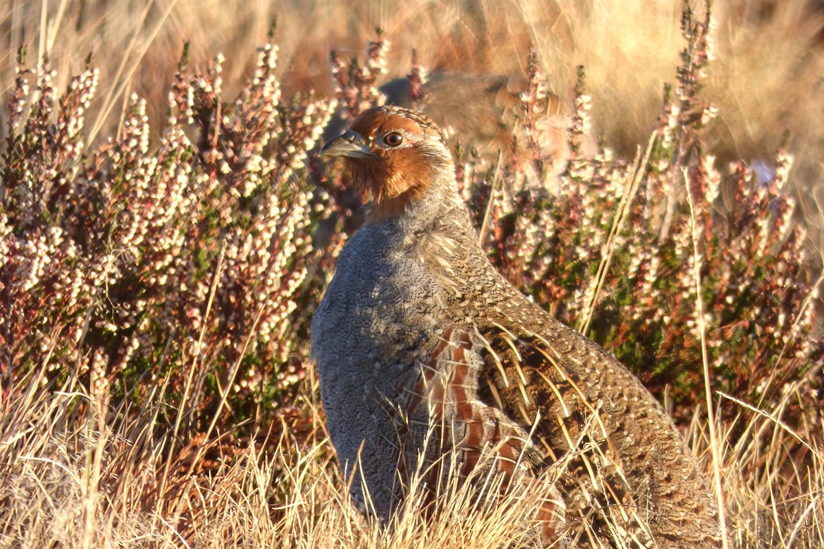 Gray Partridge - ML643776428