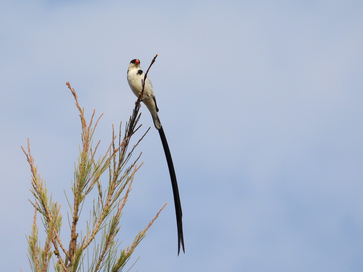 Pin-tailed Whydah - ML643776443