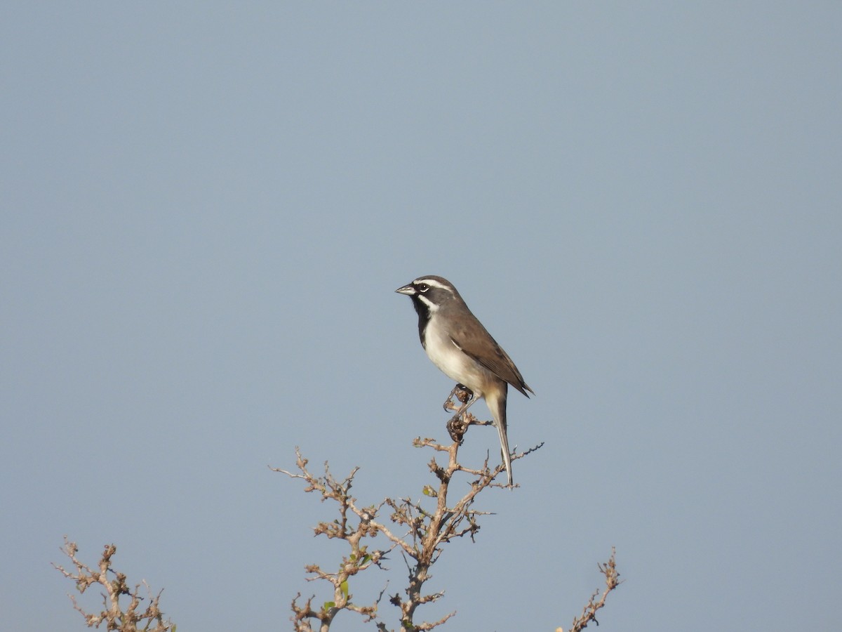 Black-throated Sparrow - ML643776444