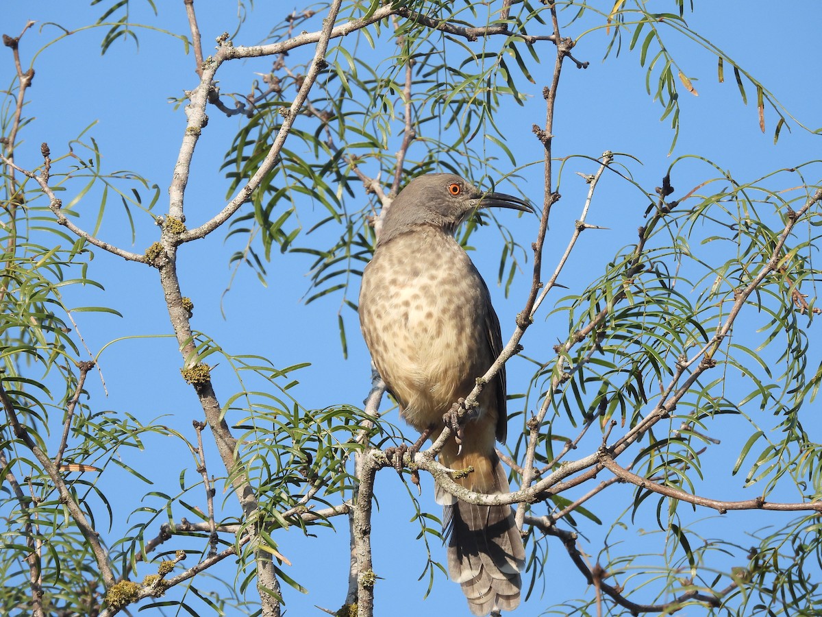 Curve-billed Thrasher - ML643776452