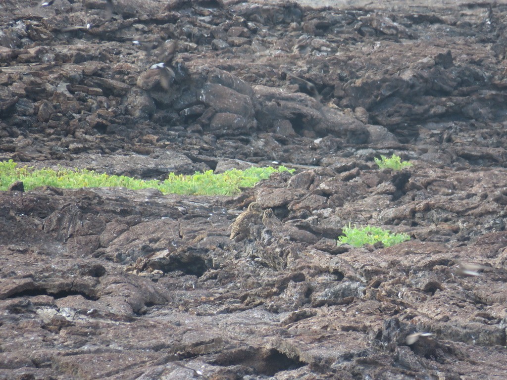 Short-eared Owl (Galapagos) - ML643776453