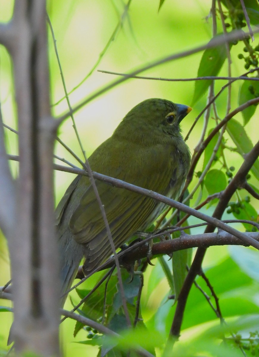 Streaked Saltator - ML643776466