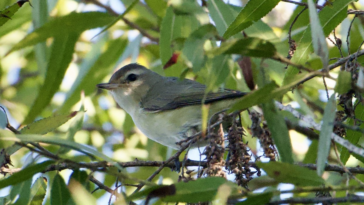 Warbling Vireo (Western) - ML643776472