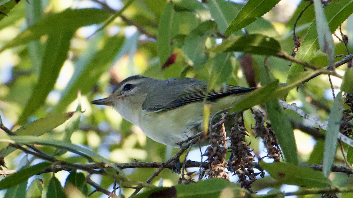 Warbling Vireo (Western) - ML643776473