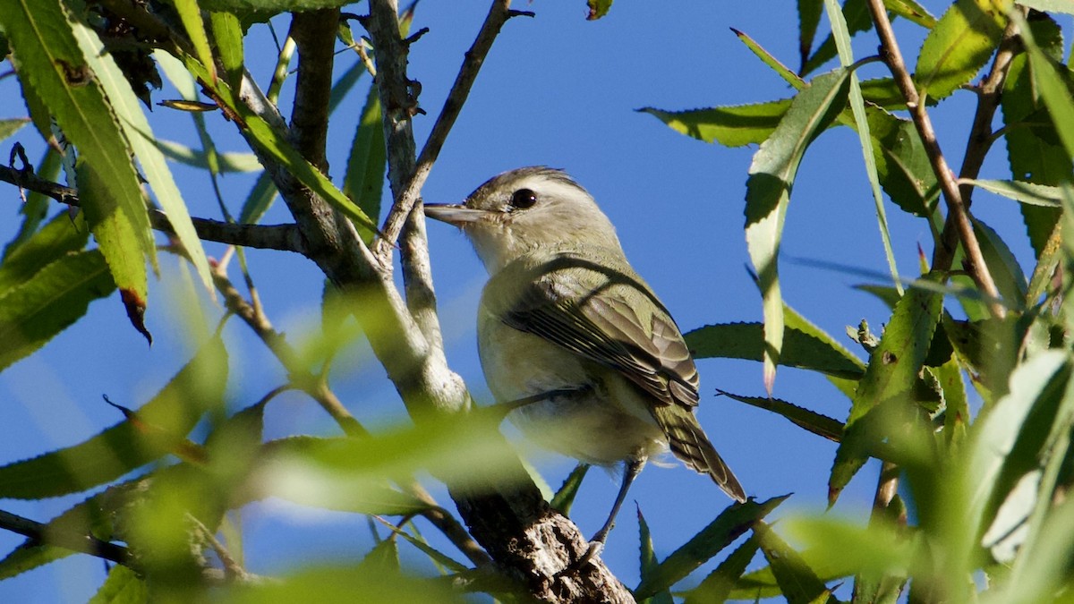 Warbling Vireo (Western) - ML643776474